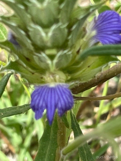 Blepharis linariaefolia flower1.jpg